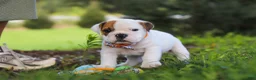 Beabull dogs for sale: Banjo - Ad 1
