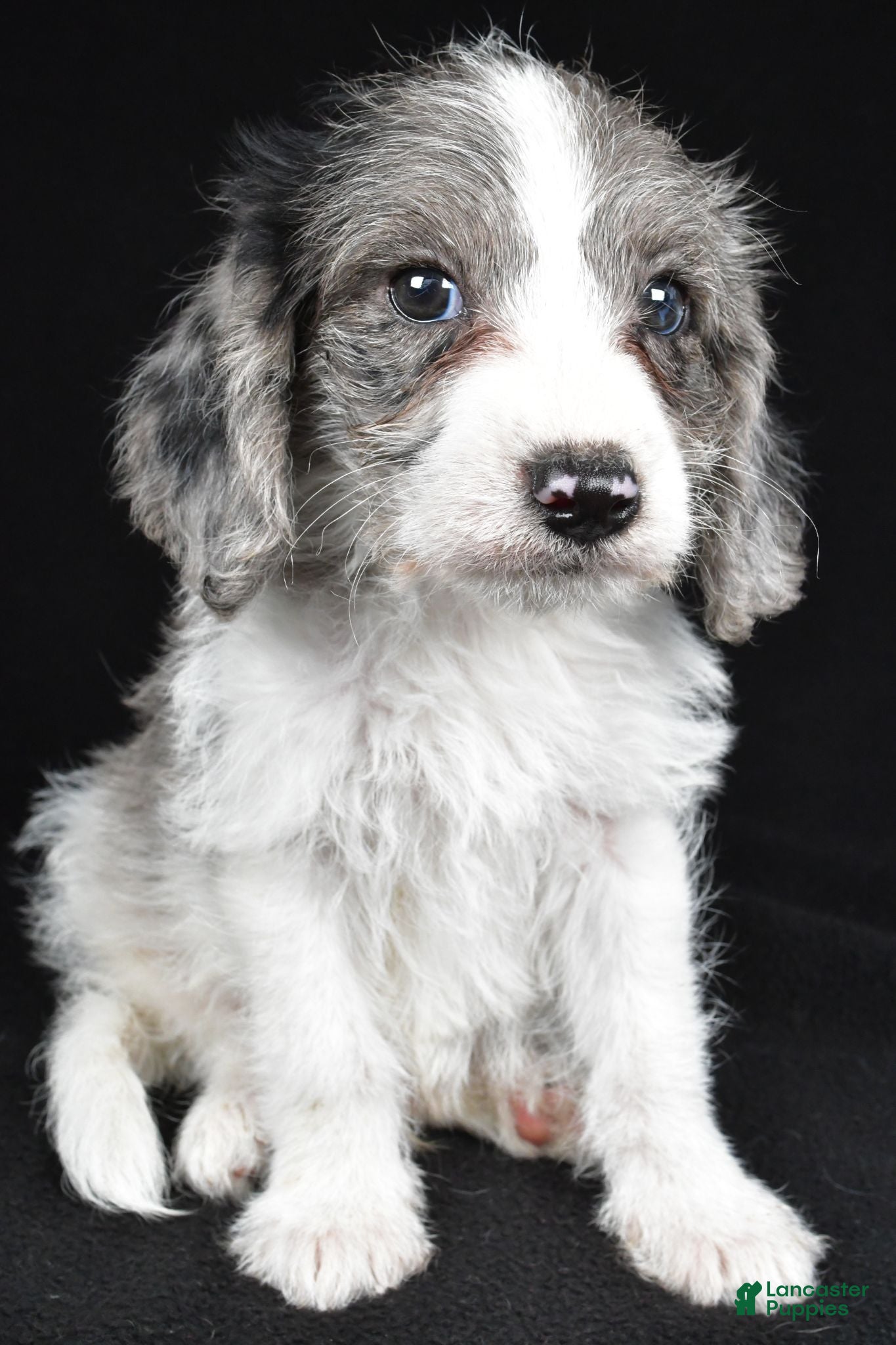 Mixed Breed dogs Milo - Ad 1
