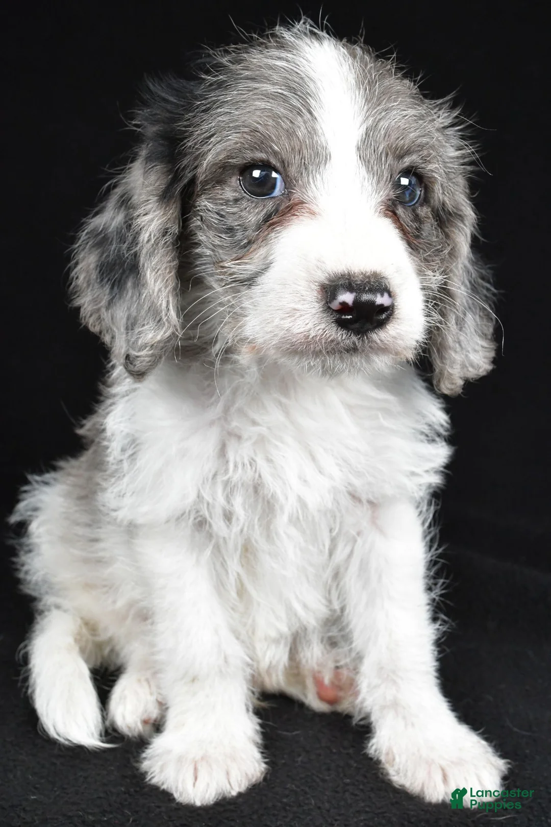 Mixed Breed dogs for sale: Milo - Ad 1