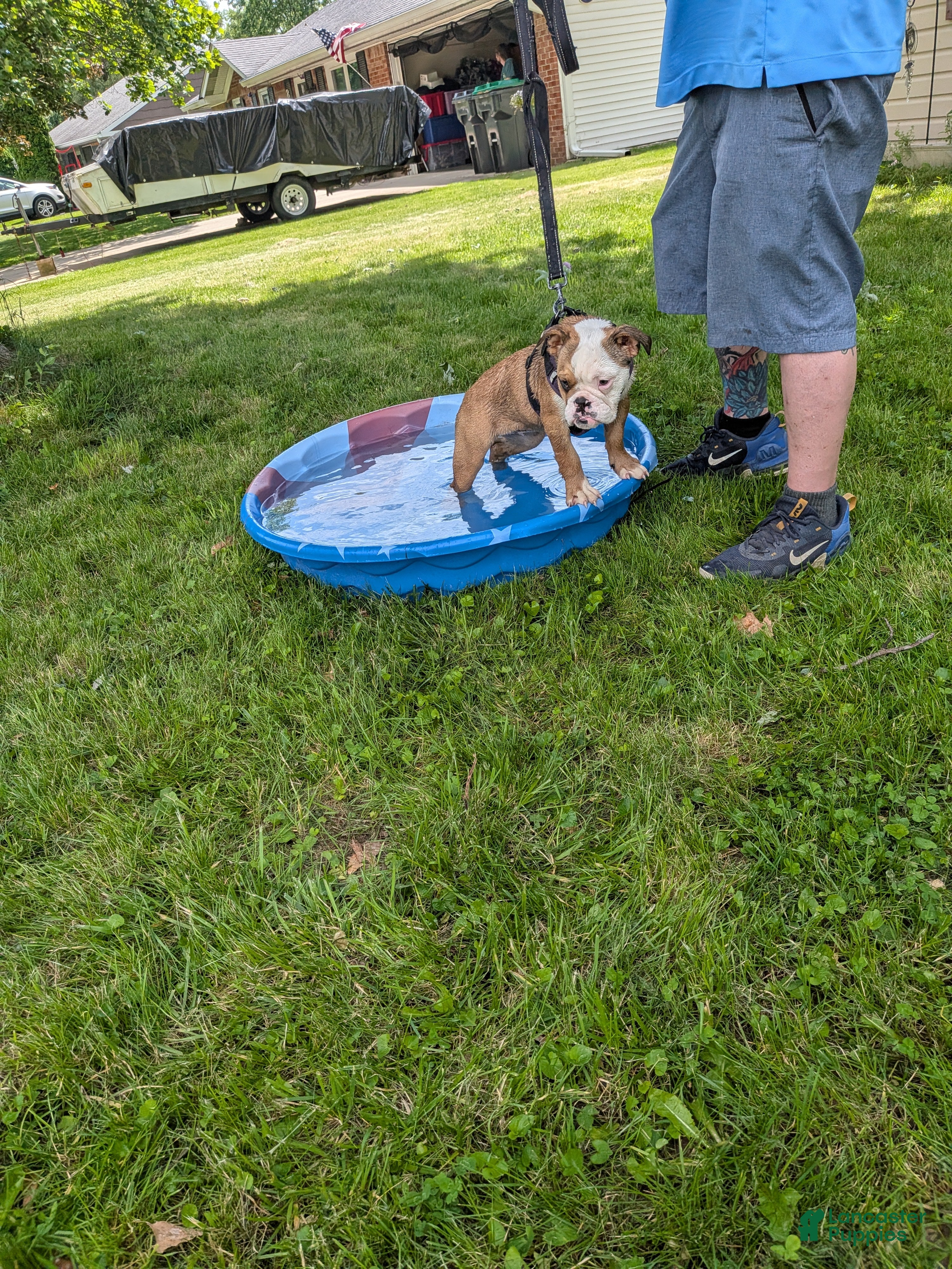 English Bulldog dogs English Bulldog 2 sandy - Ad 2