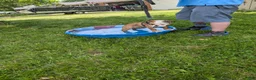 English Bulldog dogs for sale: English Bulldog 2 sandy - Ad 2