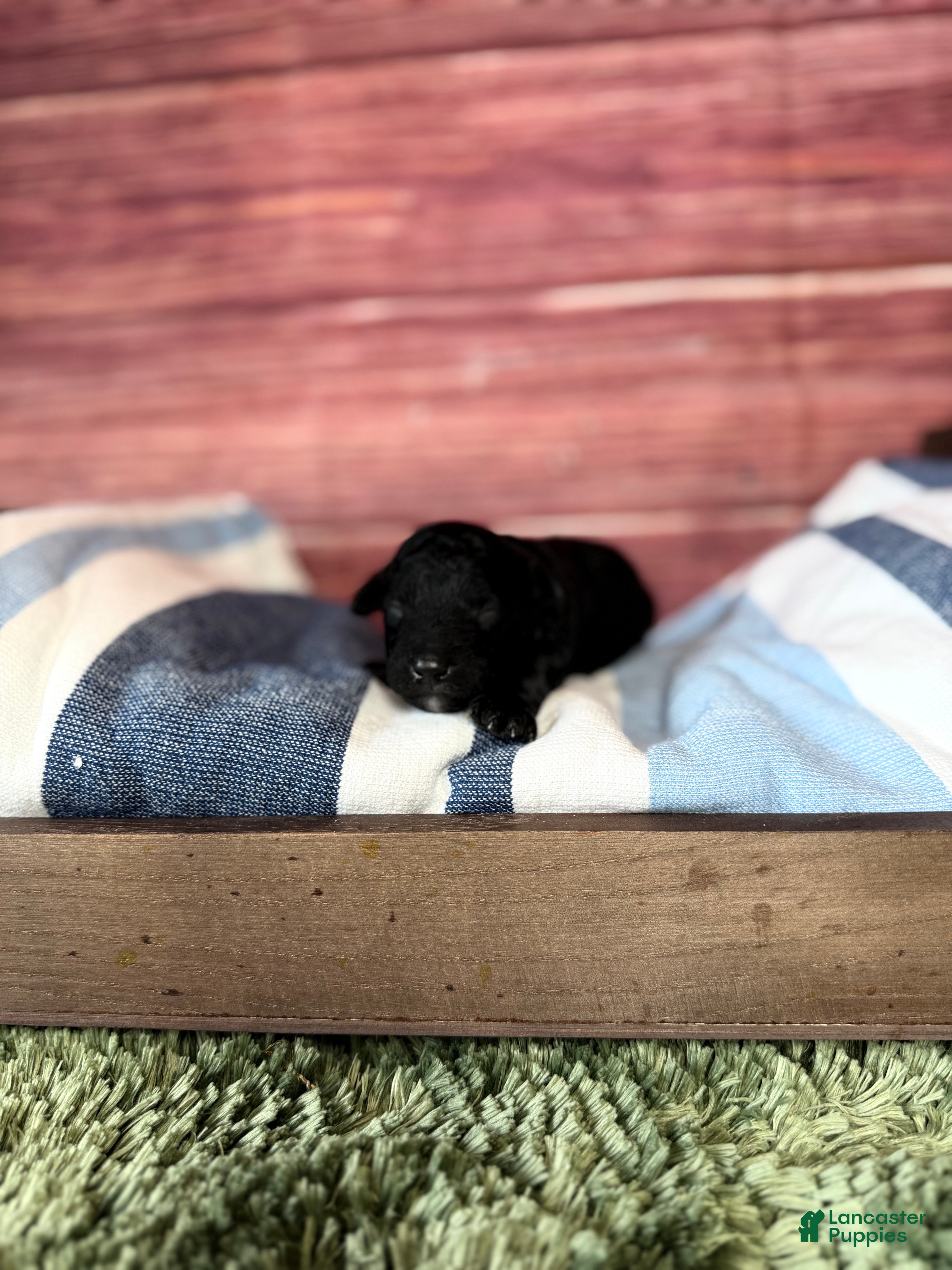 Maltipoo dogs Leo - Ad 2