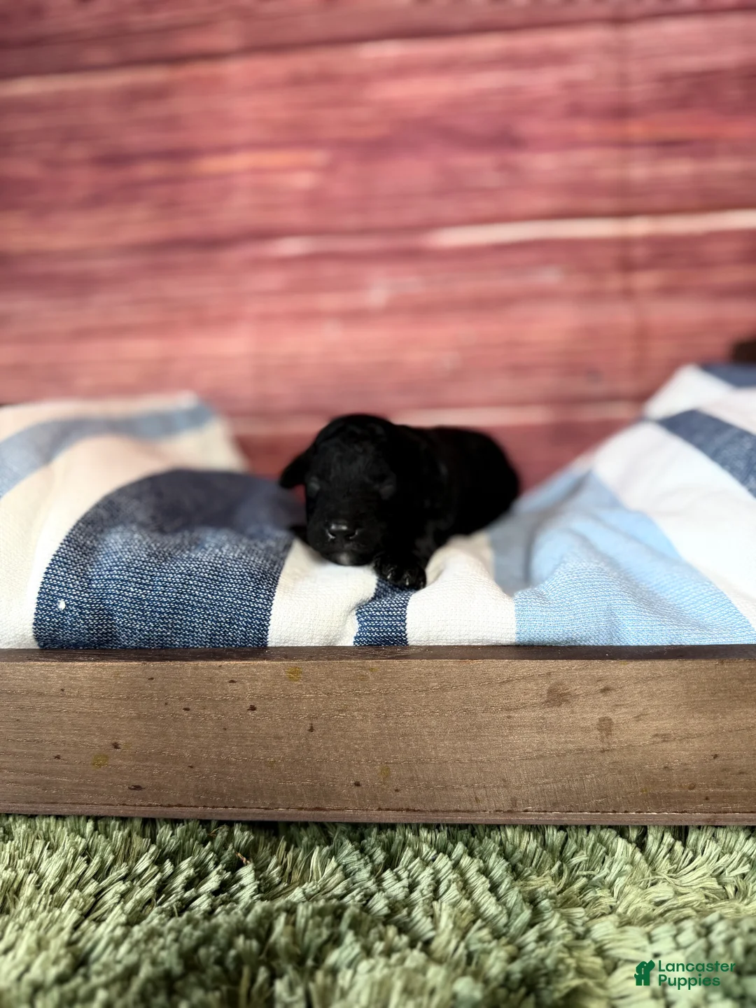 Maltipoo dogs for sale: Leo - Ad 2