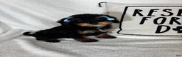 Bernedoodle dogs for sale: Mira - Ad 4