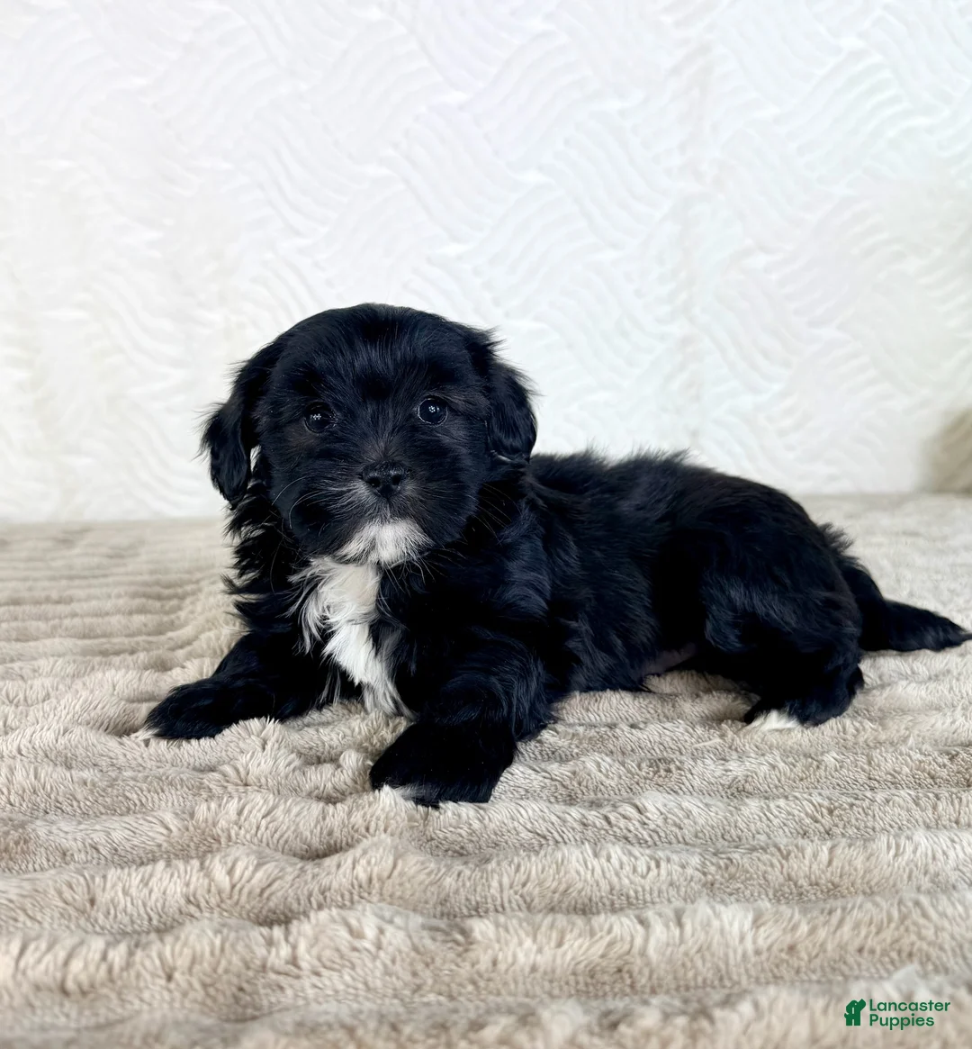 Shihpoo dogs for sale: Bentley - Ad 5