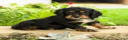 English Cocker Spaniel dogs for sale: Laura - Ad 4
