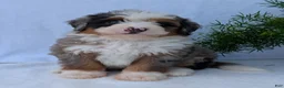 Mini Bernedoodle dogs for sale: Mini Marlo  - Ad 13
