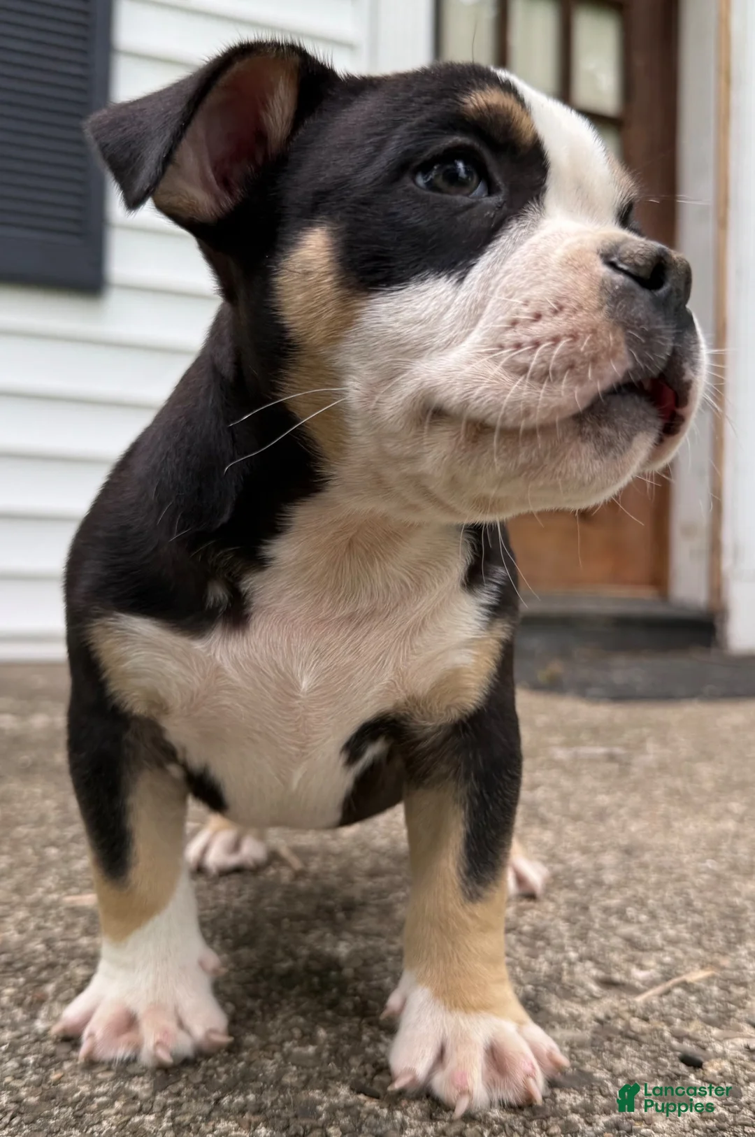 American Bully dogs for sale: Snoopy  - Ad 2