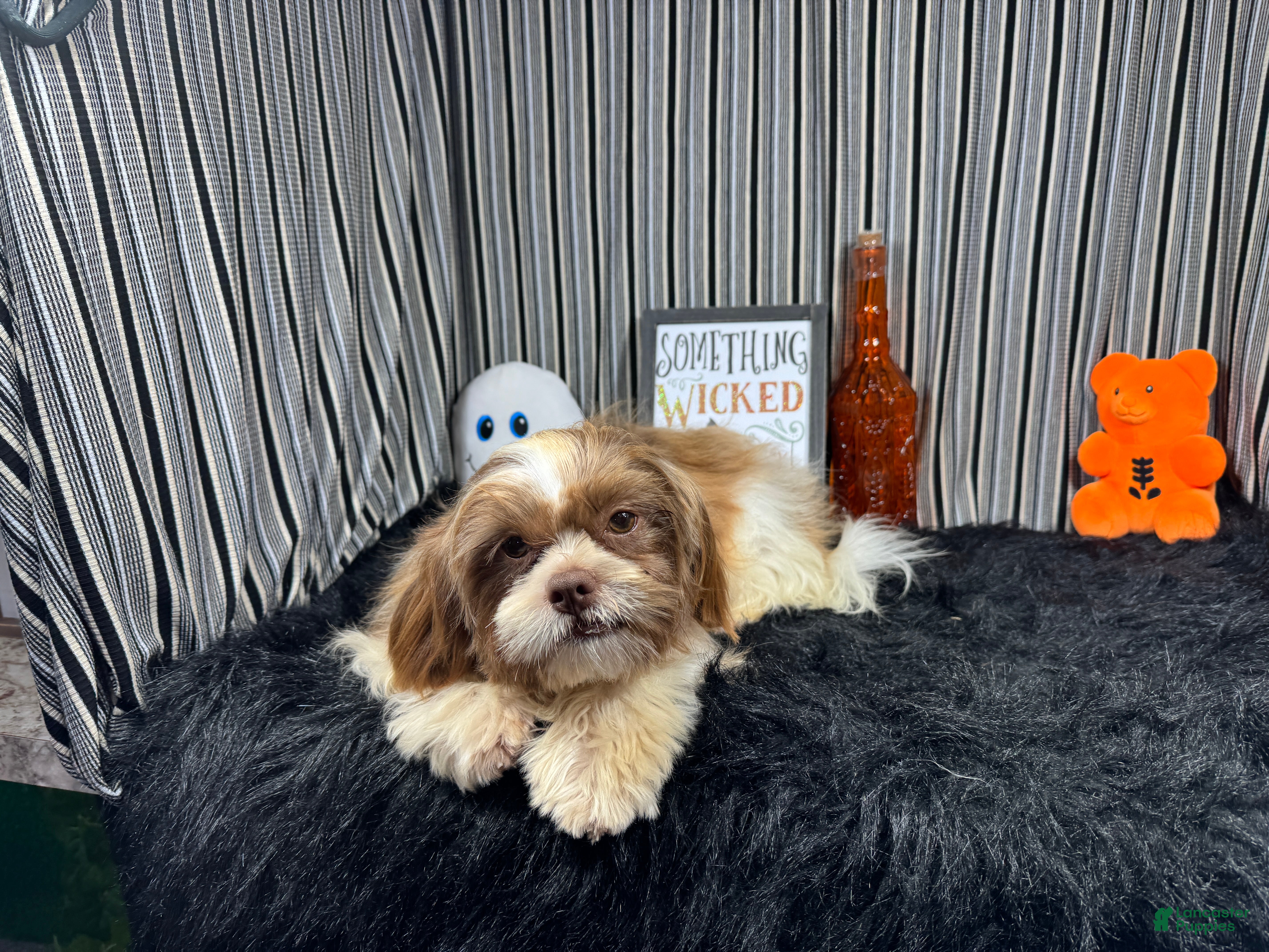 Shih Tzu dogs Shih Tzu 2 - Ad 17