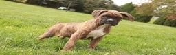 Boxer dogs for sale: Norris - Ad 4