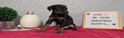 Doberman Pinscher dogs for sale: Lando - Ad 2