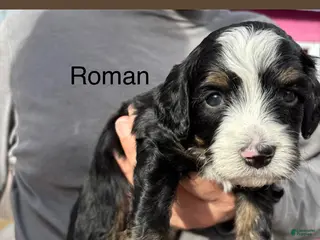 Bernedoodle dogs Roman - Ad 5