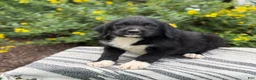 Mixed Breed dogs for sale: Gill - Ad 7