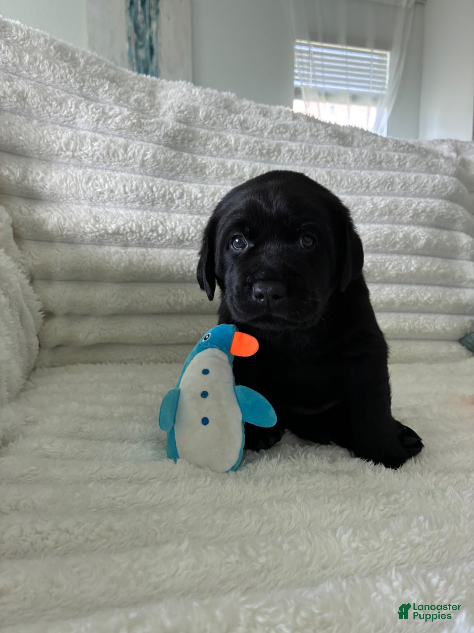 Labrador Retriever dogs for sale: Labrador Retriever Puppy - REX - Ad 2