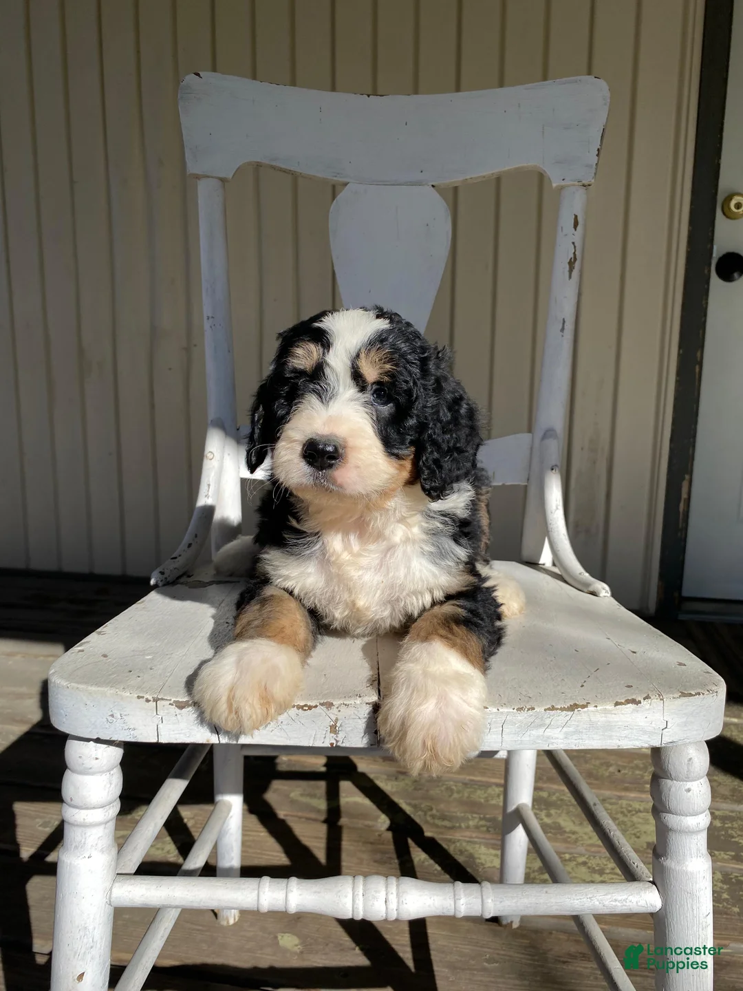 Bernedoodle dogs for sale: River - Ad 1