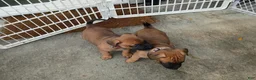 Mixed Breed dogs for sale: Mixed Breed 1 - Ad 8