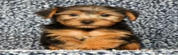 Yorkshire Terrier dogs for sale: AJ - Ad 8