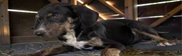 Catahoula Leopard Dog dogs for sale: Tracy II 2026 Female 1 - Ad 4
