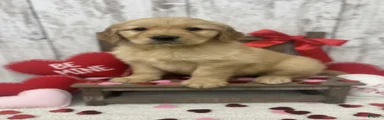 Golden Retriever Puppy 3
