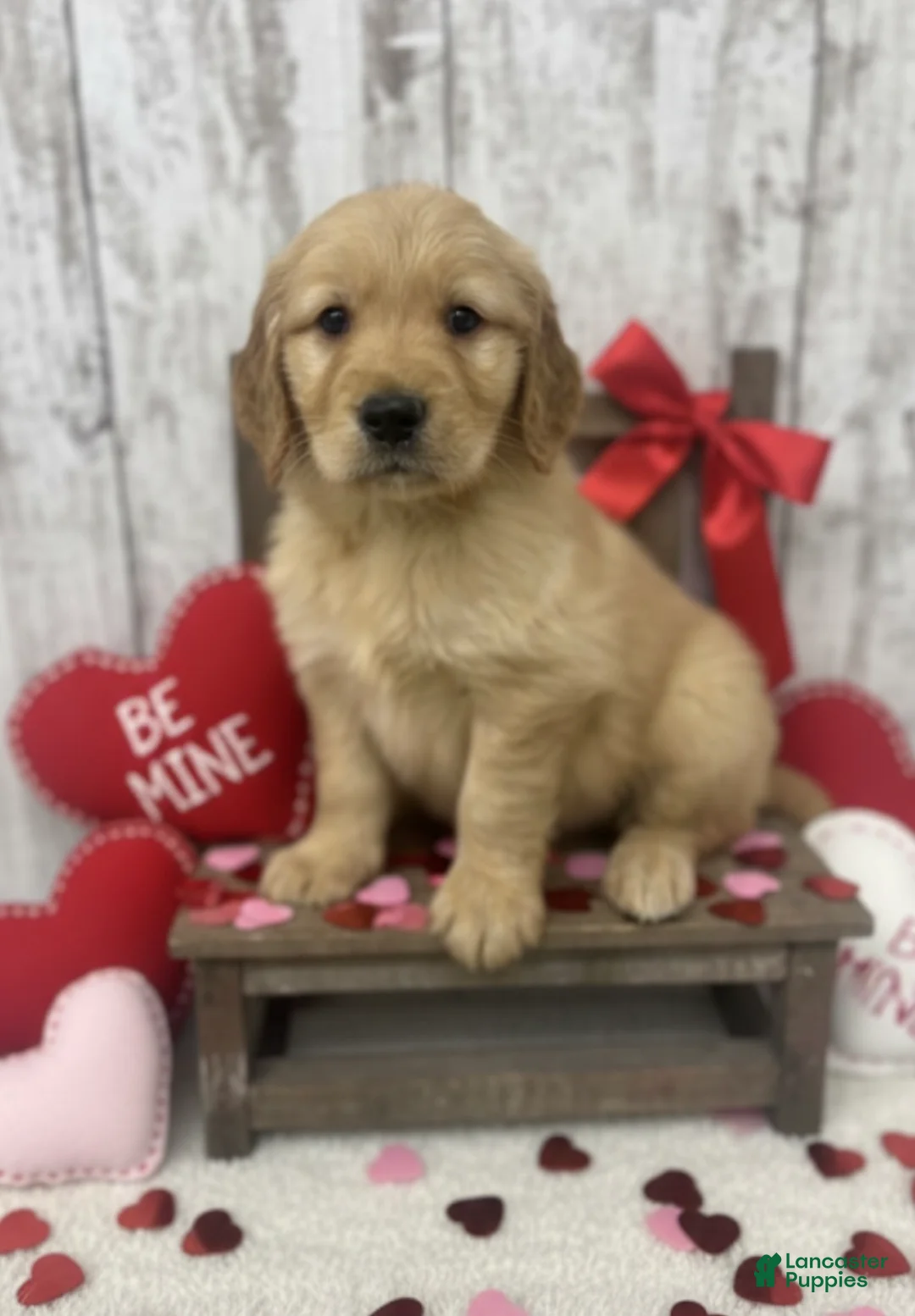Golden Retriever dogs for sale: Golden Retriever Puppy 3 - Ad 1