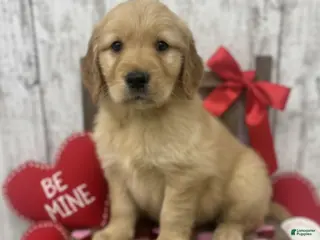 Golden Retriever dogs Golden Retriever Puppy 3 - Ad 30
