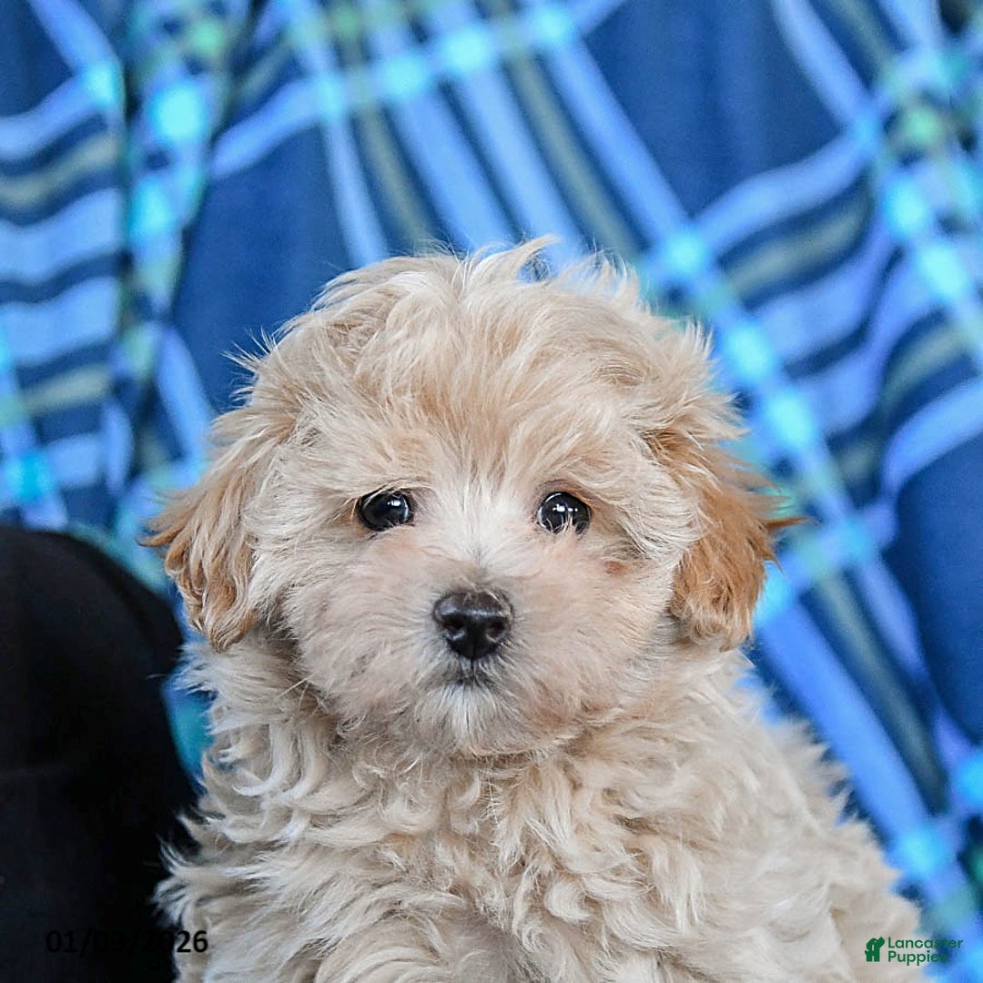 Maltipoo dogs for sale: Toffee - Ad 5