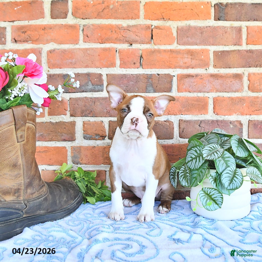 Boston Terrier dogs Patrick - Ad 1