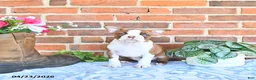 Boston Terrier dogs for sale: Patrick - Ad 1