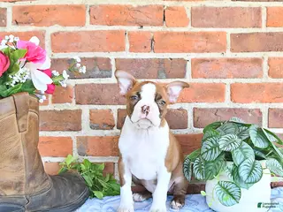 Boston Terrier dogs for sale: Patrick - Ad 3