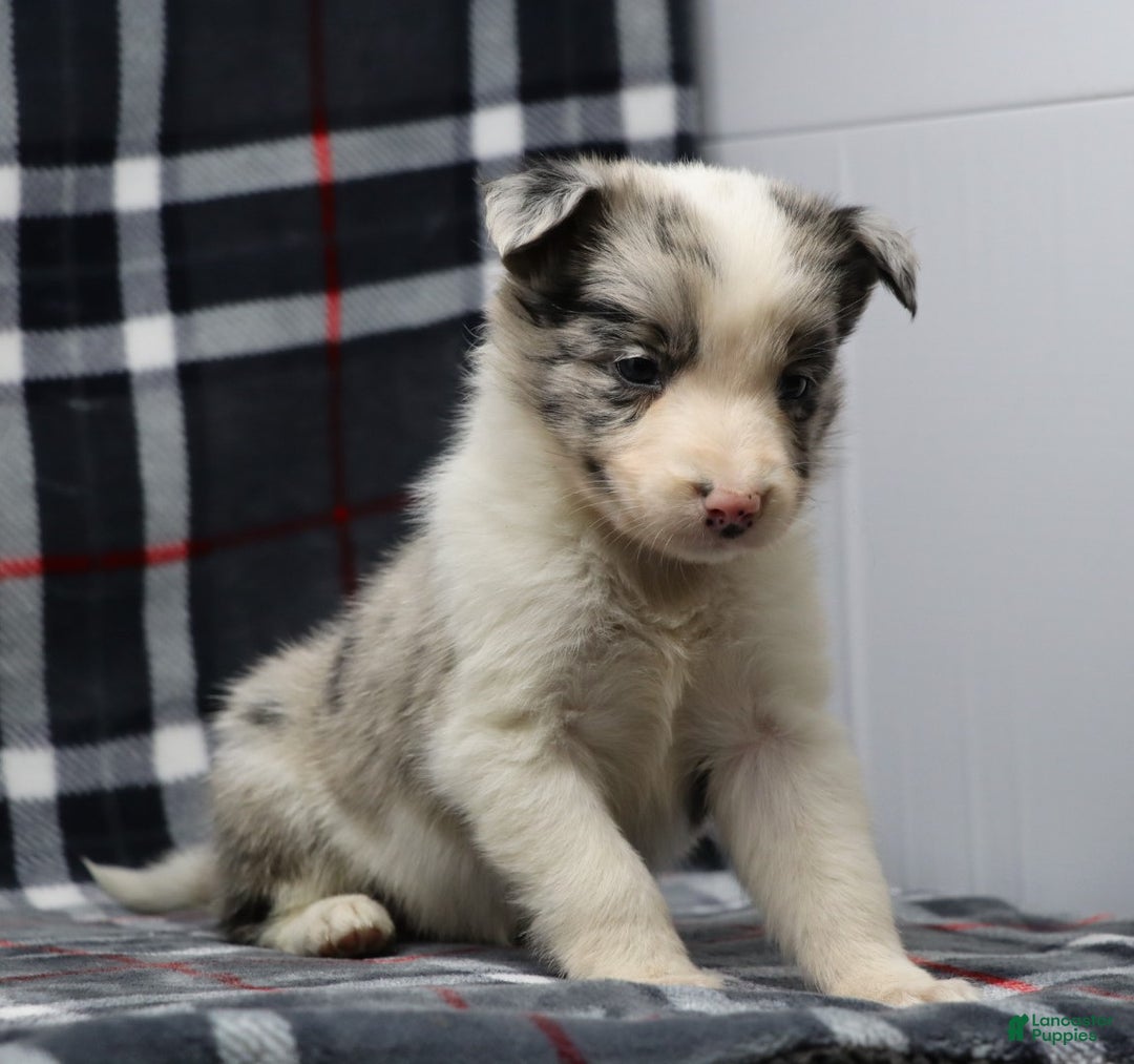 Border Collie dogs for sale:  Ozzy - Ad 4