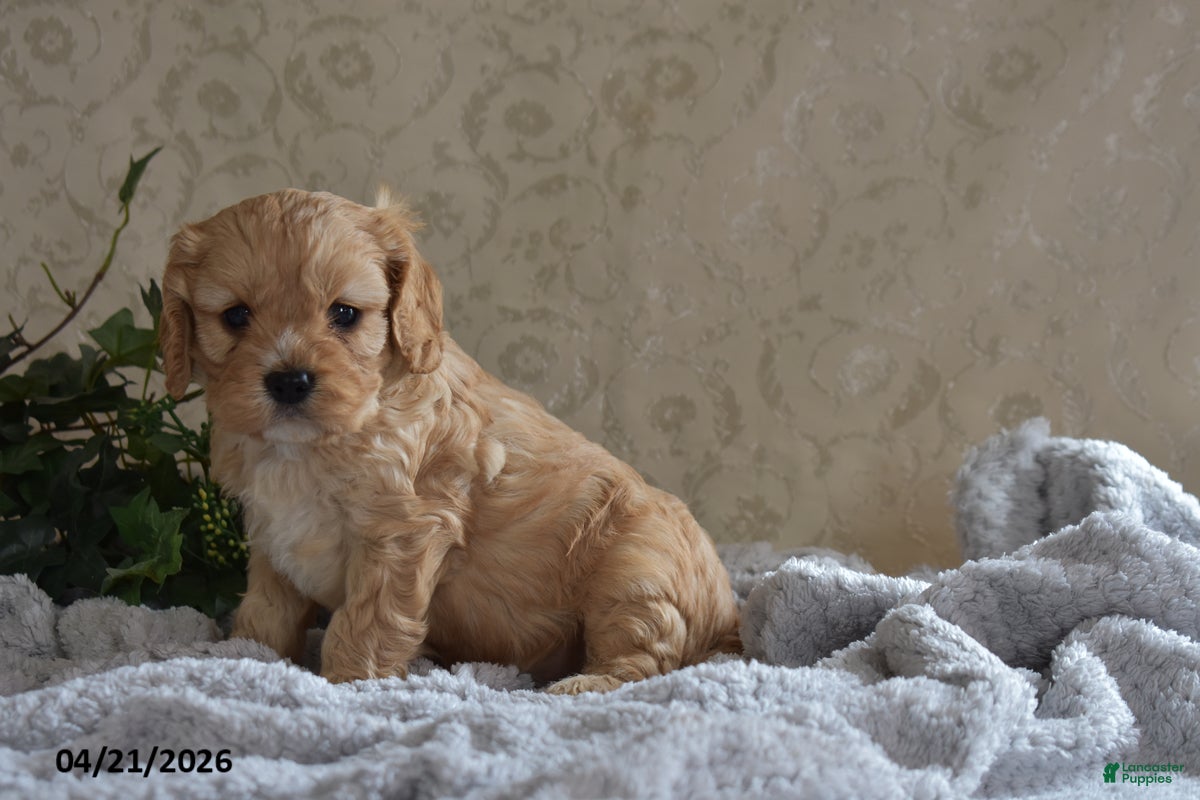 Cavapoo dogs Luke - Ad 2