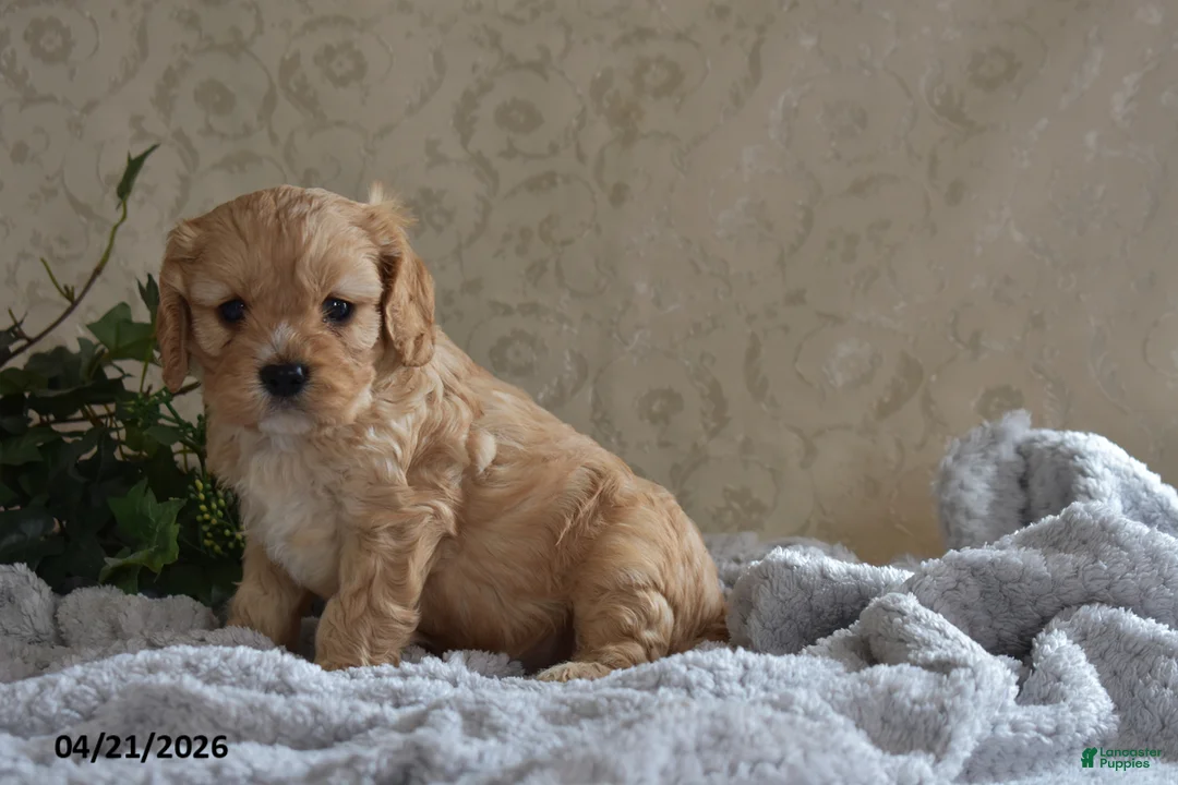 Cavapoo dogs for sale: Luke - Ad 2