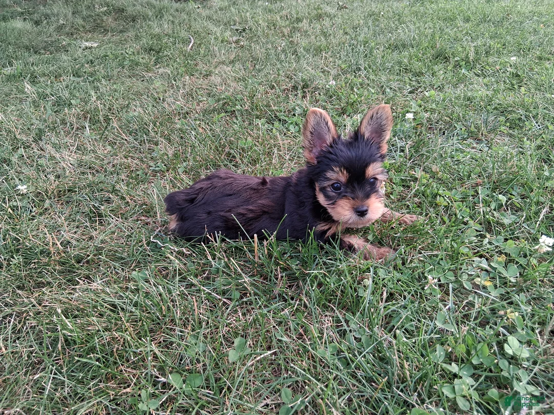 Yorkshire Terrier dogs for sale: Cola AKC  - Ad 2