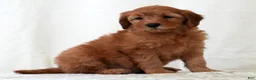 Mini Goldendoodle dogs for sale: Rio - Ad 4