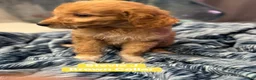 Standard Poodle dogs for sale: Stevie J Brown collar - Ad 3