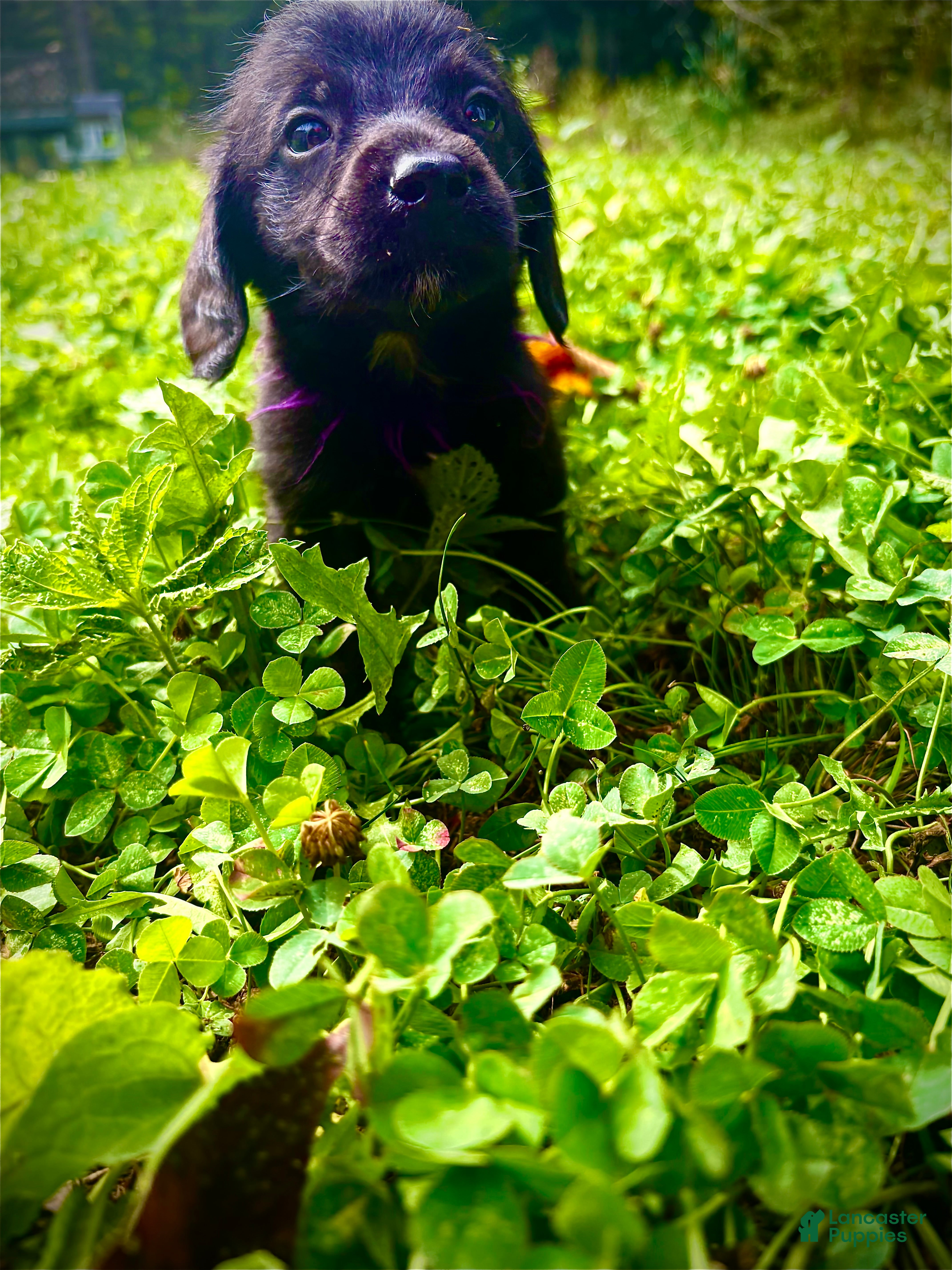 Baloo (Doxiepoo, Male) in Solsberry, IN