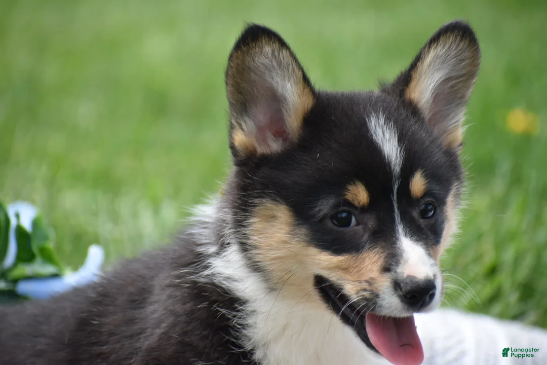 Welsh Corgi Pembroke dogs for sale: Matt - Ad 4