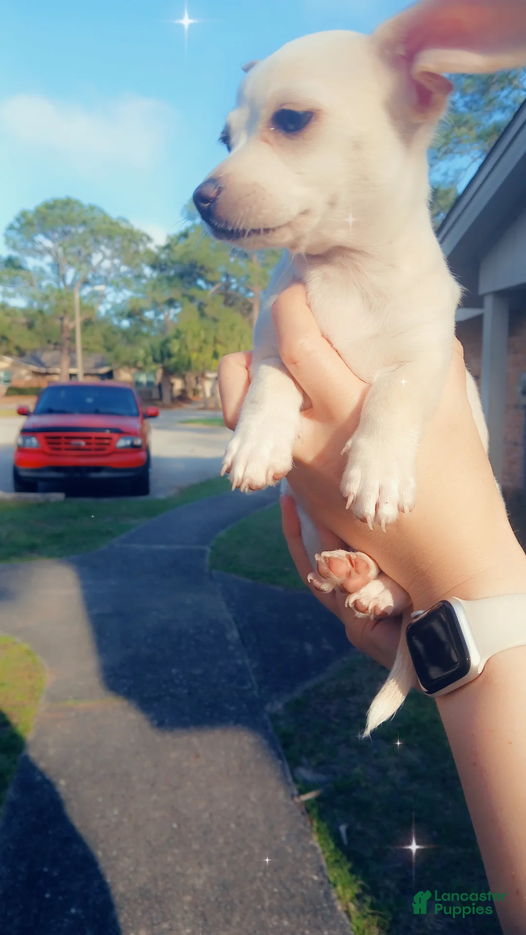 Chiweenie dogs for sale: Chiweenie Puppy 1 - Ad 2