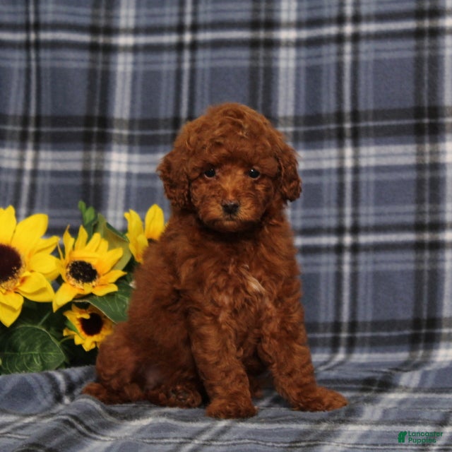 Miniature Poodle dogs Clue Junior - Ad 2