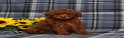 Miniature Poodle dogs for sale: Clue Junior - Ad 2