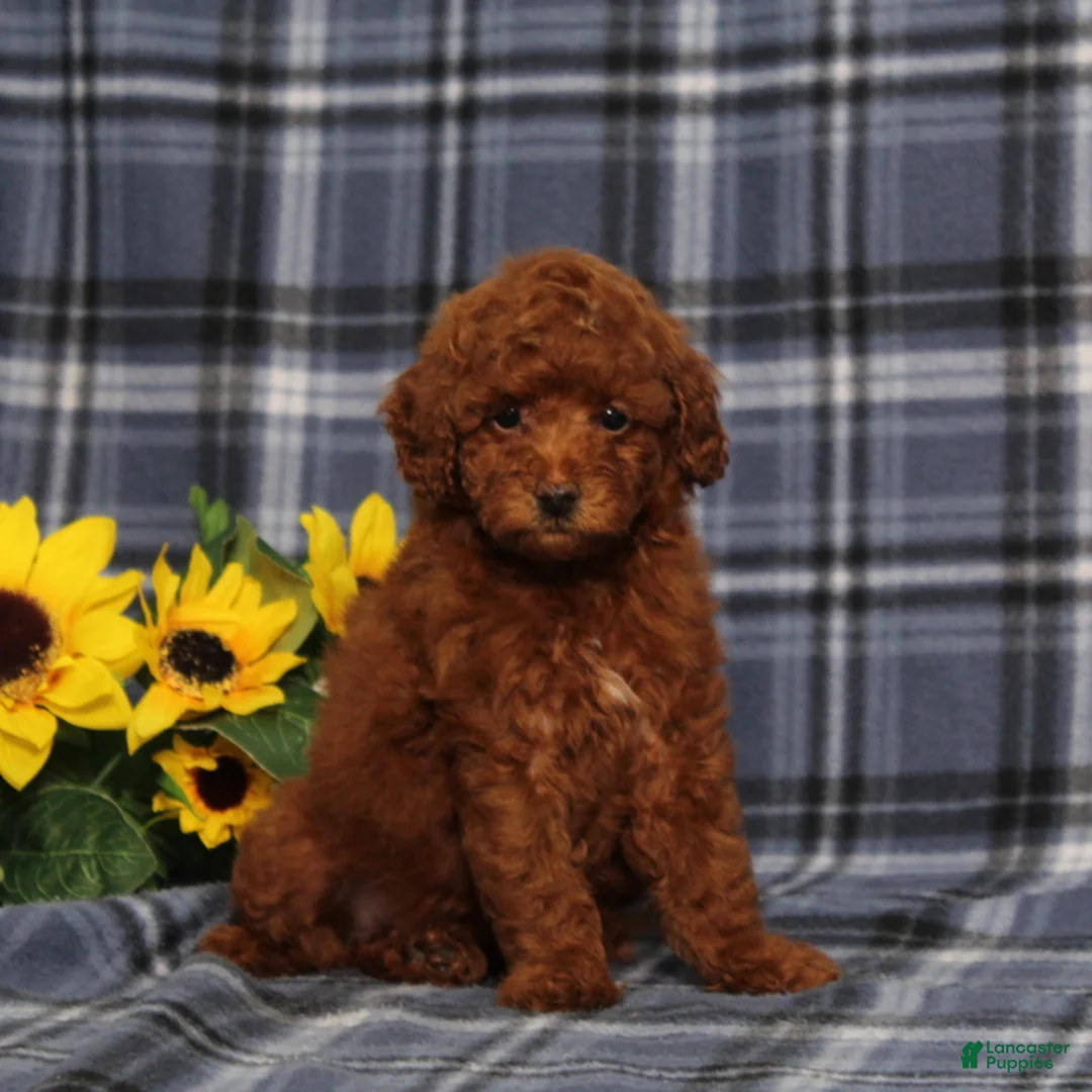 Miniature Poodle dogs for sale: Clue Junior - Ad 2