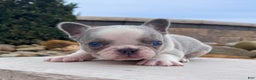 French Bulldog dogs for sale: Lynn - Ad 2