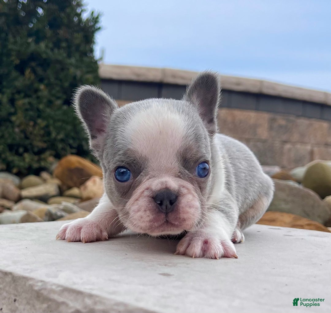 French Bulldog dogs for sale: Lynn - Ad 2