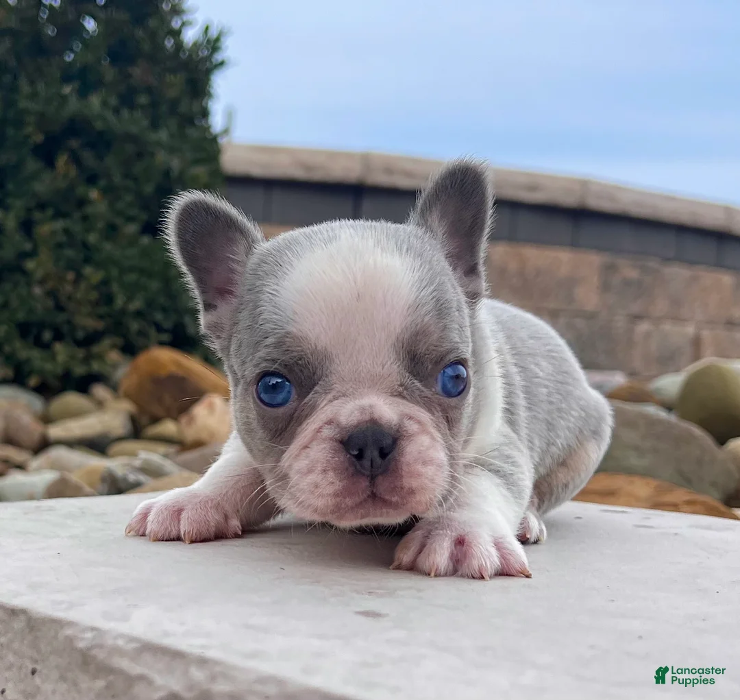 French Bulldog dogs for sale: Lynn - Ad 2
