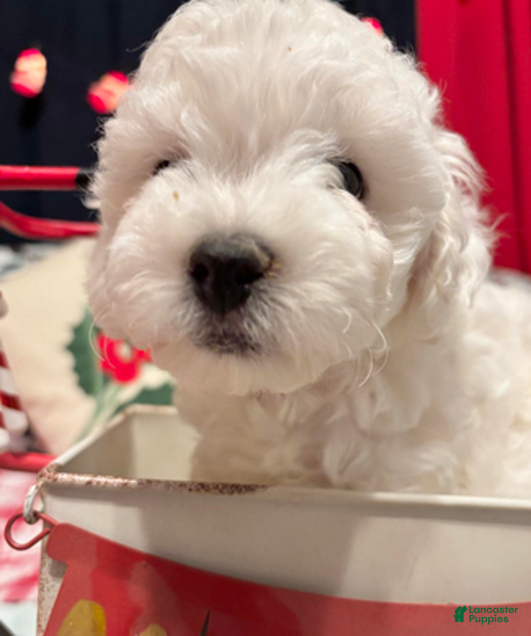 Bichon Frise dogs for sale: Benjamin - Ad 1