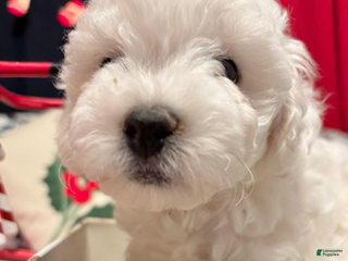 Bichon Frise dogs Benjamin - Ad 1