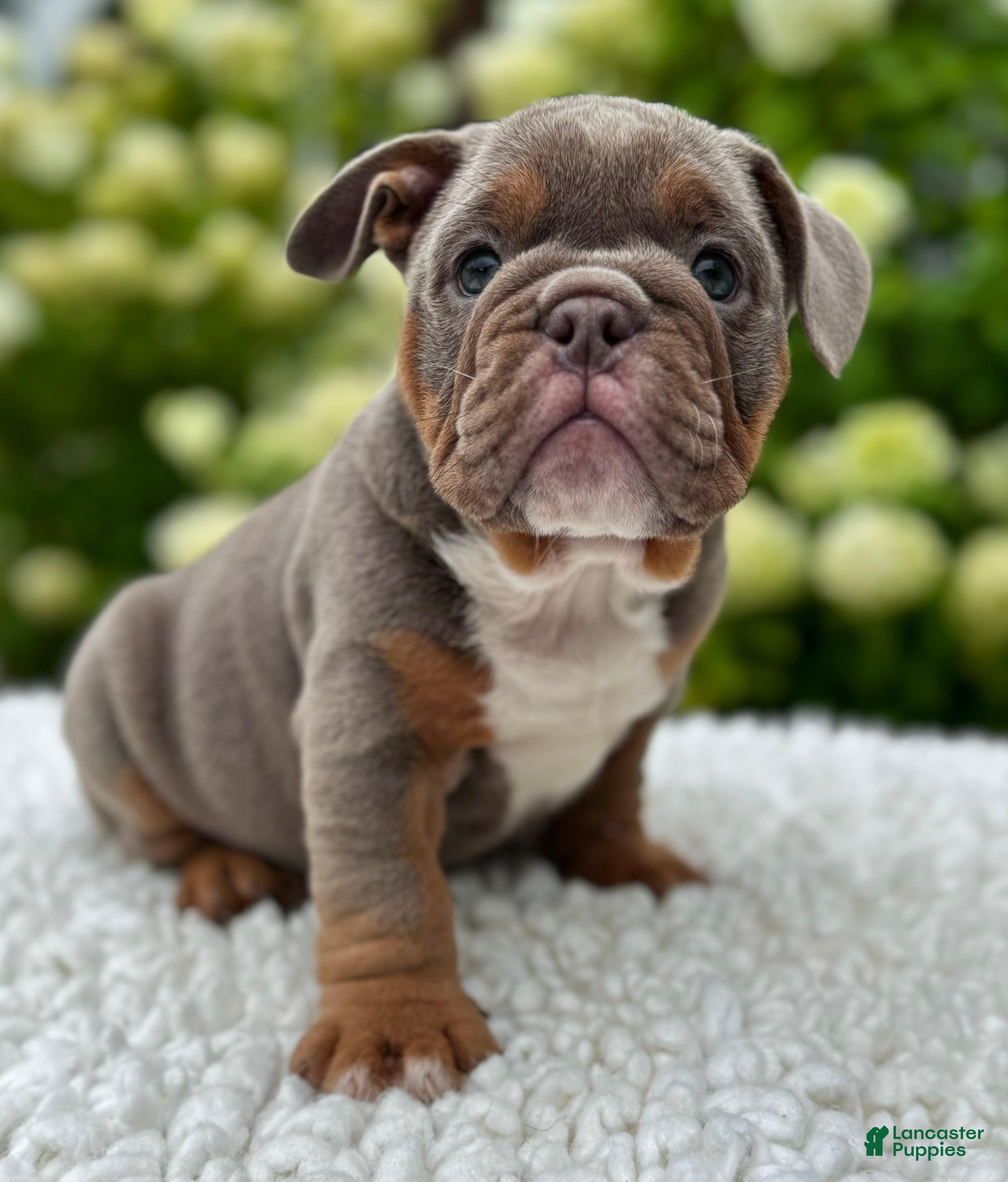 Beabull dogs Dixie  - Ad 1