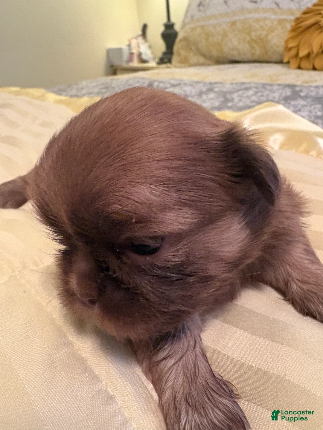 Shih Tzu dogs for sale: Wrigley - Ad 2