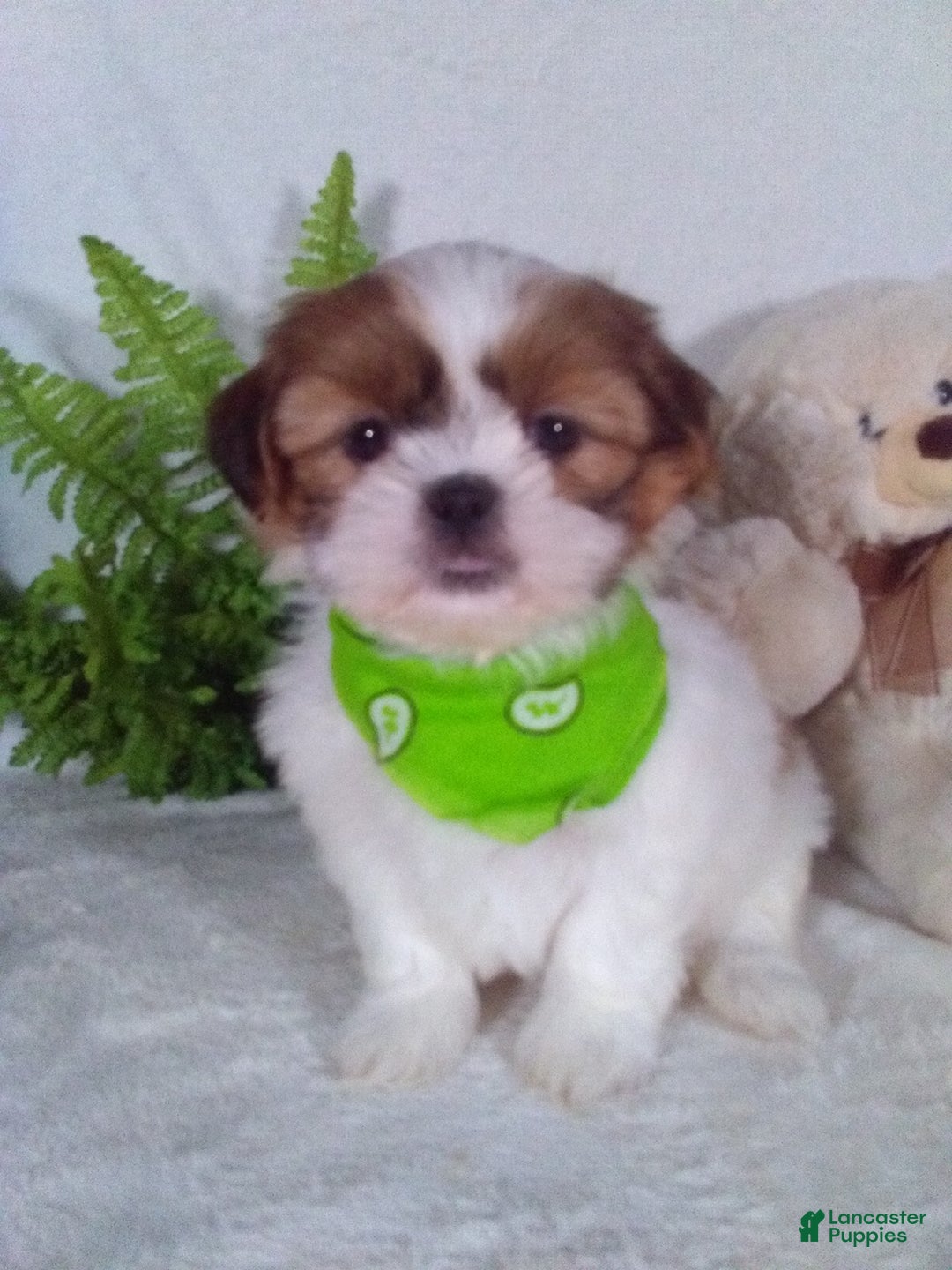 Shih Tzu dogs for sale: Carlos - Ad 1