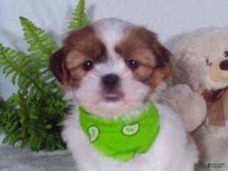 Shih Tzu dogs Carlos - Ad 2